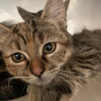Amber -  Domestic Short Hair Cat for Adoption in Long Beach, California - Amber | PetCurious