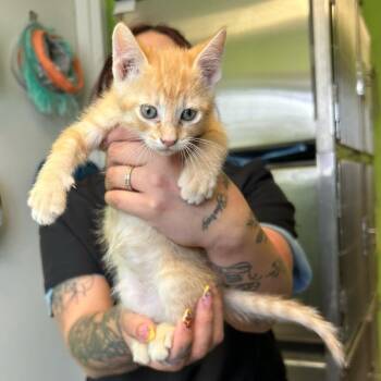 Domestic Short Hair Cats Available for Adoption in Emporia, Kansas - Road Runner | PetCurious