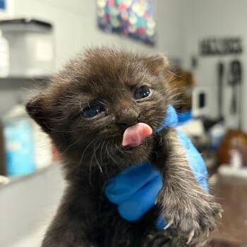 Fire -  Domestic Short Hair Cat for Adoption in Summerville, South Carolina - Fire | PetCurious