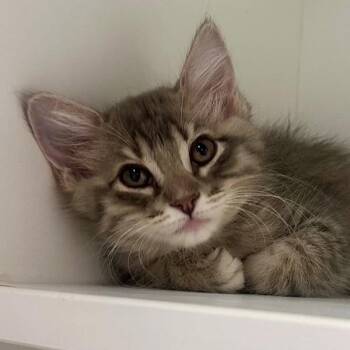 Leilani -  Domestic Medium Hair Cat for Adoption in Walnut Creek, California - Leilani | PetCurious