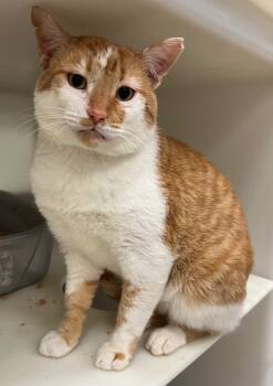 Rescue Domestic Short Hair Cats for Adoption in Columbia, Tennessee - Orange Kitty | PetCurious
