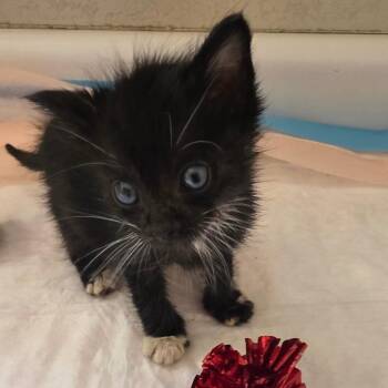 Rapha -  Domestic Short Hair Cat Available for Adoption in Elfin Forest, California - Rapha | PetCurious