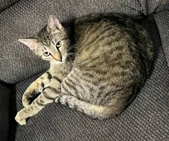 Rescue Domestic Short Hair Cats for Adoption in Sioux City, Iowa - Zander | PetCurious