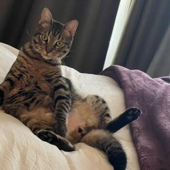 Tabby and Domestic Short Hair Cats Available for Adoption in Liverpool, Texas - Napoleon | PetCurious