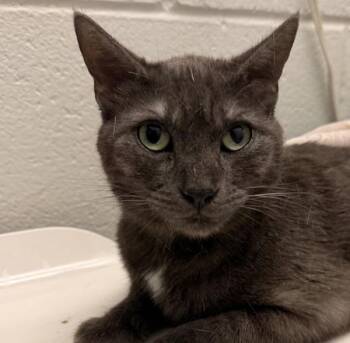 Dej -  Domestic Short Hair Cat for Adoption in Golden, Colorado - Dej | PetCurious