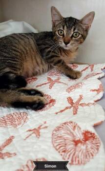 Rescue Domestic Short Hair Cats for Adoption in Key Largo, Florida - Simon | PetCurious