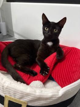 Rescue Domestic Short Hair Cats for Adoption in Saint James City, Florida - Mary | PetCurious