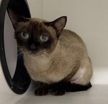 Big Dipper -  Siamese Cat for Adoption in INDN HBR BCH, Florida - Big Dipper | PetCurious