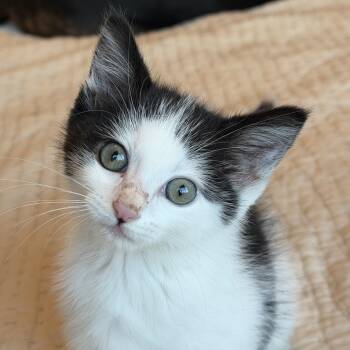 Cream -  Domestic Short Hair Cat Available for Adoption in Pasco, Washington - Cream | PetCurious