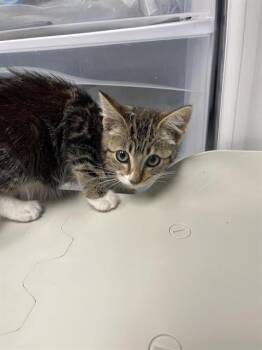 FOXY -  Domestic Short Hair Cat for Adoption in Santa Cruz, California - FOXY | PetCurious