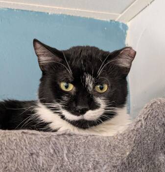 Domestic Short Hair Cats Available for Adoption - Pepper | PetCurious