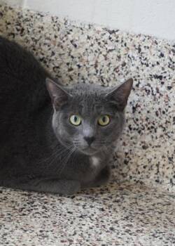Remington 62837 -  Domestic Short Hair Cat for Adoption in Aiken, South Carolina - Remington 62837 | PetCurious