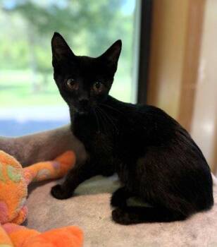 Crow -  Domestic Short Hair Cat for Adoption in Midland, Virginia - Crow | PetCurious
