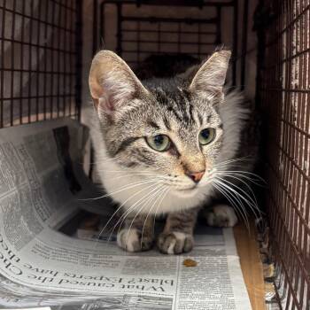 Maxine -  Siamese Cat for Adoption in Los Angeles, California - Maxine | PetCurious