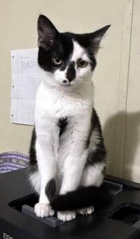 Domestic Short Hair Cats Available for Adoption - Hougi | PetCurious