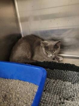 Ash Working Cat -  Domestic Medium Hair and Domestic Short Hair Cat for Adoption in Fergus Falls, Minnesota - Ash Working Cat | PetCurious