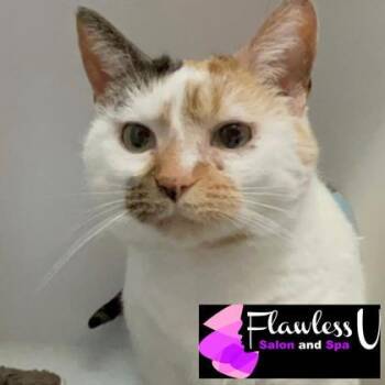 Domestic Short Hair Cats Available for Adoption in Janesville, Wisconsin - Nora | PetCurious