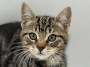 Yellow -  Domestic Short Hair Cat for Adoption in Portland, Oregon - Yellow | PetCurious