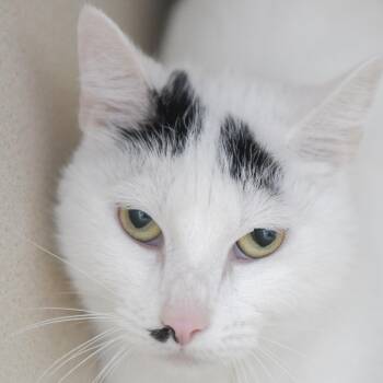 Peach Fuzz -  Domestic Short Hair Cat for Adoption in Redwood City, California - Peach Fuzz | PetCurious