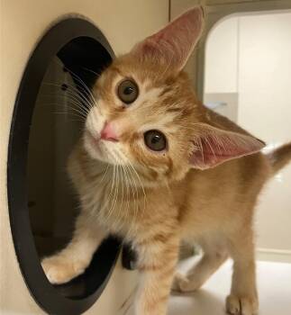 William Catner -  Domestic Short Hair Cat for Adoption in Christiansburg, Virginia - William Catner | PetCurious