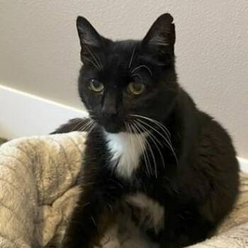 Shasta - Wonderful Senior Gal -  Tuxedo Cat for Adoption in Hoquiam, Washington - Shasta - Wonderful Senior Gal | PetCurious
