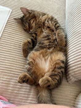 Domestic Short Hair Cats Available for Adoption - KS - Max | PetCurious