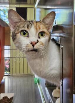 Domestic Short Hair Cats Available for Adoption in Vancouver, Washington - Mari | PetCurious