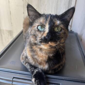 Praline -  Tortoiseshell Cat for Adoption in New Blaine, Arkansas - Praline | PetCurious