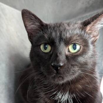 Domestic Short Hair Cats Available for Adoption - Piccolo | PetCurious
