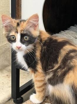 Furrmiddable Fury -  Calico and Domestic Medium Hair Cat for Adoption in Dallas, Texas - Furrmiddable Fury | PetCurious