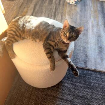 Nova -  Domestic Short Hair Cat for Adoption in Bristol, Indiana - Nova | PetCurious