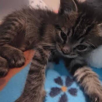 Thing Three -  Domestic Short Hair Cat for Adoption in Columbia, Missouri - Thing Three | PetCurious