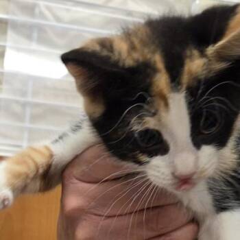 Eggs -  Domestic Short Hair Cat Available for Adoption in Voorhees Township, New Jersey - Eggs | PetCurious