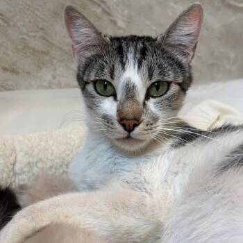 Daisy Faye mamma -  Domestic Short Hair Cat for Adoption in Tustin, California - Daisy Faye Mamma | PetCurious