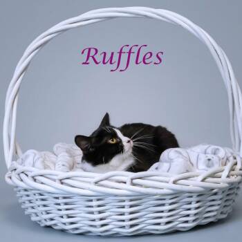 Domestic Short Hair Cats Available for Adoption in Lebanon, Tennessee - Ruffles C26-111 | PetCurious