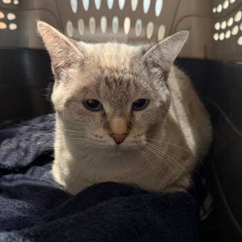 Domestic Short Hair Cats Available for Adoption - Cherry | PetCurious