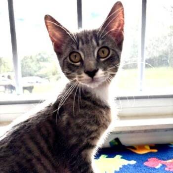 Jack -  Domestic Short Hair Cat for Adoption in South Elgin, Illinois - Jack | PetCurious