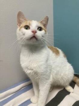 Lloyd -  Domestic Short Hair Cat for Adoption in Janesville, Wisconsin - Lloyd | PetCurious