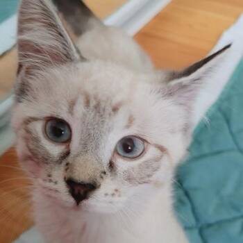 Sterling -  Domestic Short Hair Cat for Adoption in Saint Charles, Missouri - Sterling | PetCurious