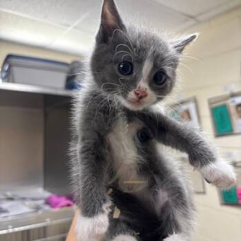 Forrest -  Domestic Short Hair Cat for Adoption in Roxboro, North Carolina - Forrest | PetCurious