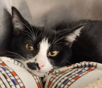 Sabine -  Domestic Short Hair Cat for Adoption in San Antonio, Texas - Sabine | PetCurious