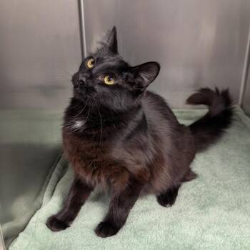 Runesmith -  Domestic Medium Hair Cat for Adoption in Spokane, Washington - Runesmith | PetCurious