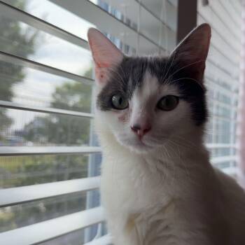 Moray -  Domestic Short Hair and Domestic Medium Hair Cat for Adoption in Columbia, South Carolina - Moray | PetCurious
