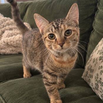 Mona -  Domestic Long Hair Cat for Adoption - Mona | PetCurious