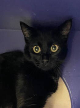 Rescue Domestic Short Hair Cats for Adoption in Burlingame, California - Zora | PetCurious