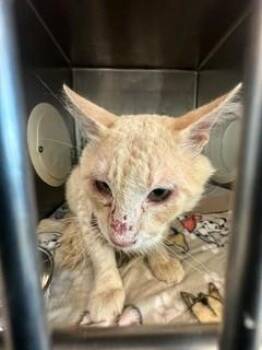 61374985 -  Domestic Medium Hair Cat for Adoption in El Paso, Texas - 61374985 | PetCurious