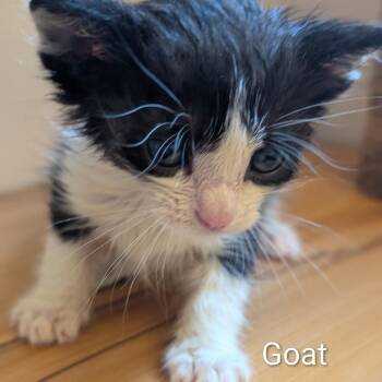 Domestic Short Hair Cats Available for Adoption in Portage, Michigan - Goat | PetCurious