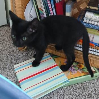 Chippy Dippy -  Domestic Short Hair Cat for Adoption in Gainesville, Florida - Chippy Dippy | PetCurious