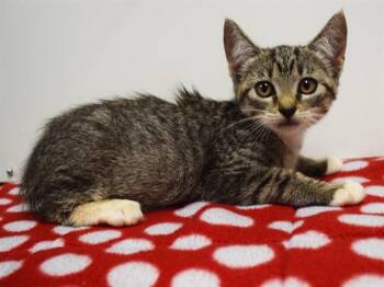DRACAENA -  Domestic Short Hair Cat for Adoption in Sacramento, California - DRACAENA | PetCurious
