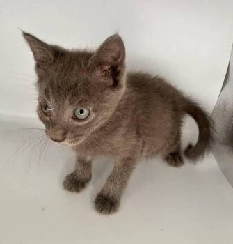 Shrek -  Domestic Short Hair Cat for Adoption in Milton, Delaware - Shrek | PetCurious